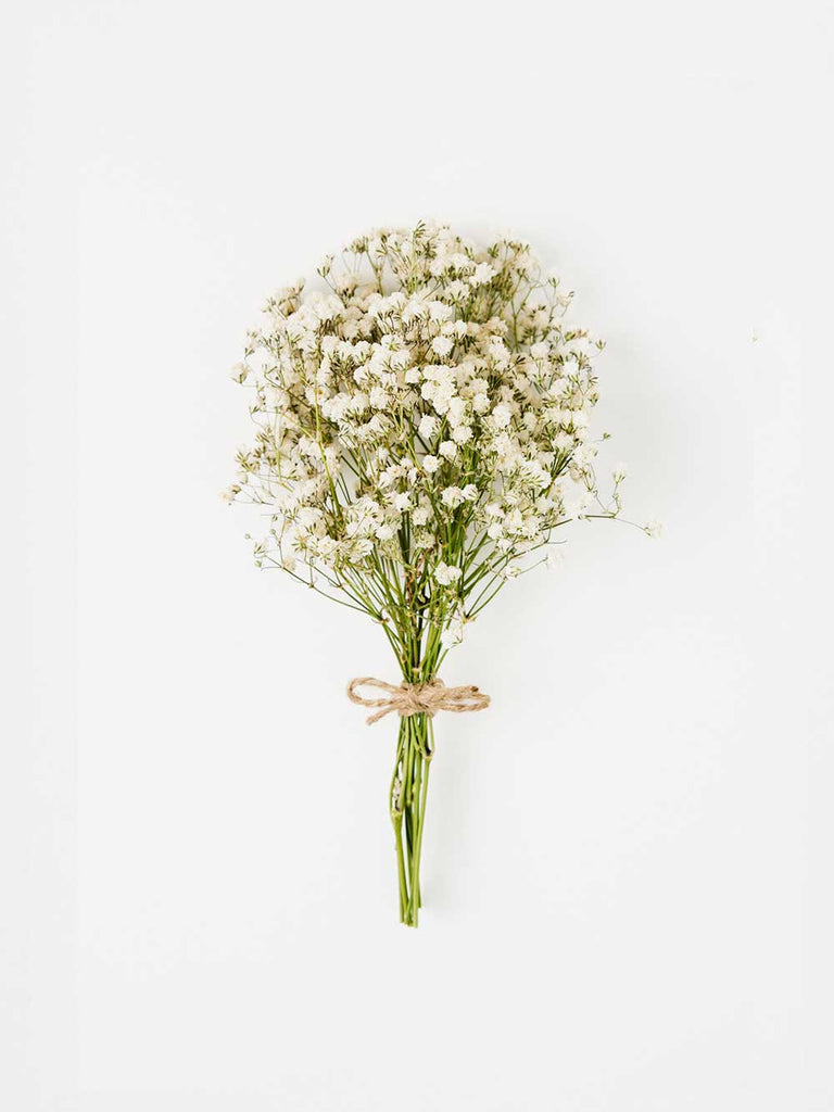 know the rose dried flowers australia babys breath