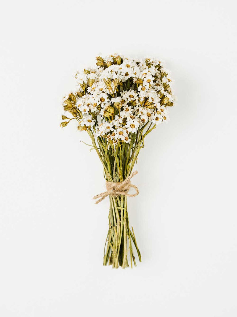 Know the Rose dried flowers australia Dried Mountain Ixodia Daisy Bunch - White