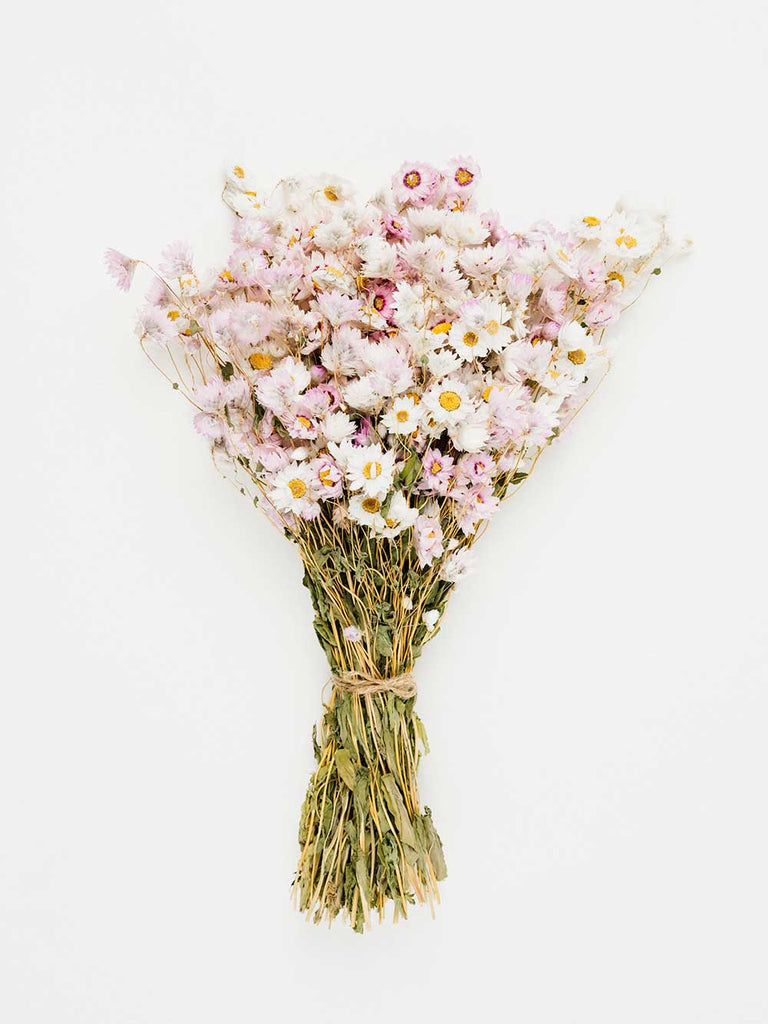 know the rose dried flowers australia silver bell daisy bunch white and pink