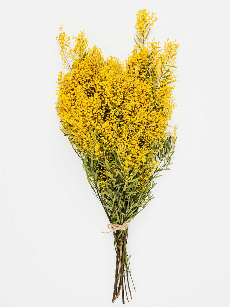 know the rose dried flowers australia golden wattle dried bunch