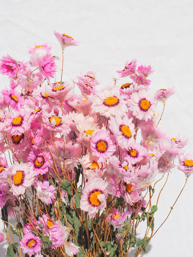 know the rose dried flowers australia pink daisy bunch
