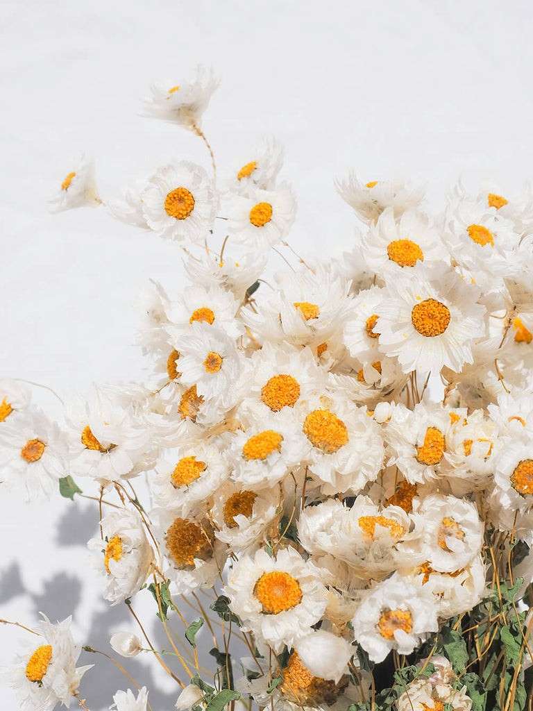 know the rose dried flowers australia white daisy bunch