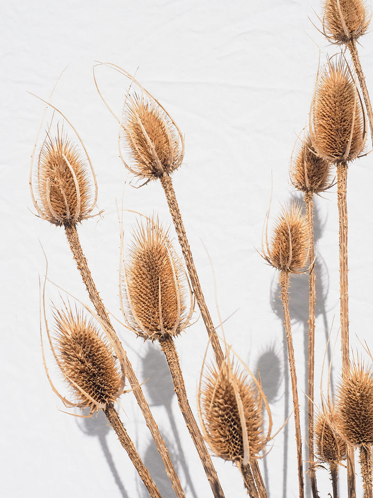 know the rose dried flowers australia teasles bunch